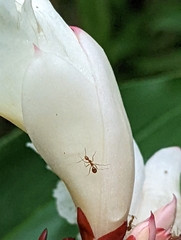 Anoplolepis gracilipes