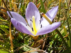Gentianella cerastioides