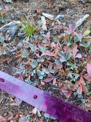 Sibbaldia procumbens