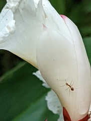 Anoplolepis gracilipes