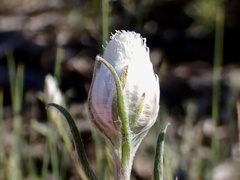 Helichrysum leucopsideum