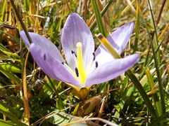 Gentianella cerastioides