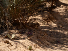 Amphispiza bilineata