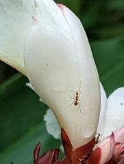 Anoplolepis gracilipes