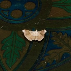 Esthlodora versicolor