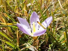 Gentianella cerastioides