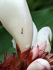 Anoplolepis gracilipes