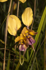 Diuris magnifica