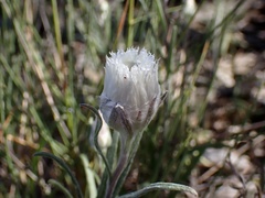 Helichrysum leucopsideum
