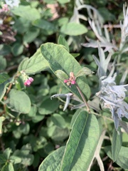 Symphoricarpos mollis