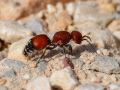 Dasymutilla creon