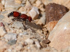 Dasymutilla creon