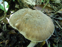 Jahnoporus