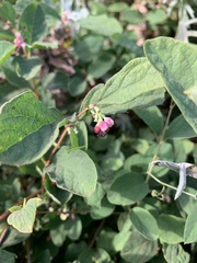 Symphoricarpos mollis