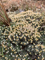 Helichrysum caespititium