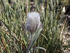 Helichrysum leucopsideum