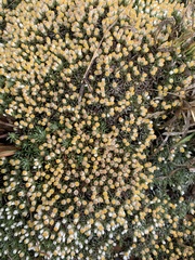 Helichrysum caespititium