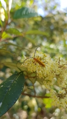 Stenoderus concolor