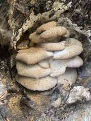 Pleurotus ostreatus