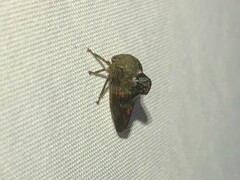 Telamona decorata