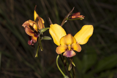 Diuris magnifica