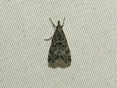 Eudonia heterosalis