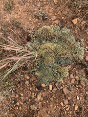 Helichrysum caespititium