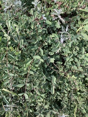 Symphoricarpos mollis