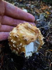 Amanita augusta