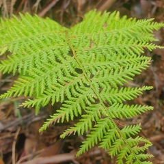 Hypolepis sparsisora
