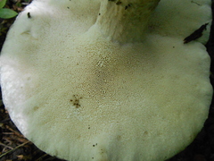Jahnoporus