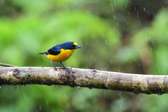 Euphonia hirundinacea
