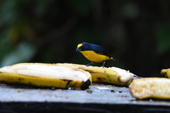 Euphonia hirundinacea