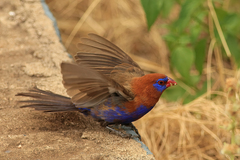 Granatina ianthinogaster