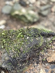 Hygroamblystegium varium