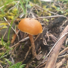 Galerina patagonica