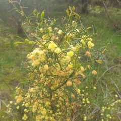 Acacia genistifolia