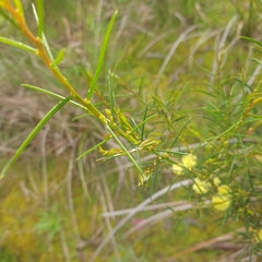 Acacia genistifolia