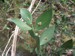 Ruscus aculeatus