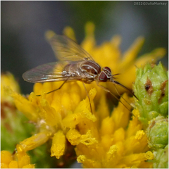 Phthiriinae