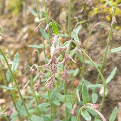 Gonocarpus tetragynus