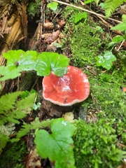Russula rhodocephala
