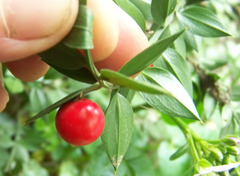 Ruscus aculeatus