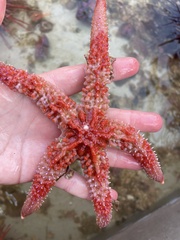 Orthasterias koehleri