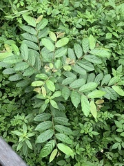 Glochidion philippicum