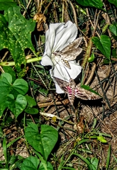 Agrius cingulata