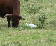 Bubulcus ibis coromandus
