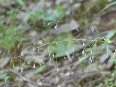 Campanula divaricata