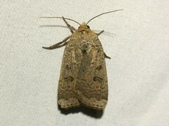 Abagrotis alternata
