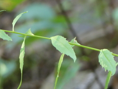 Campanula divaricata